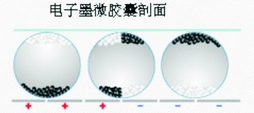 电子墨水微胶囊剖面图